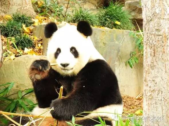 德州扑克溜进攻略_GG扑克筹码管理攻略_德州扑克跟注攻略