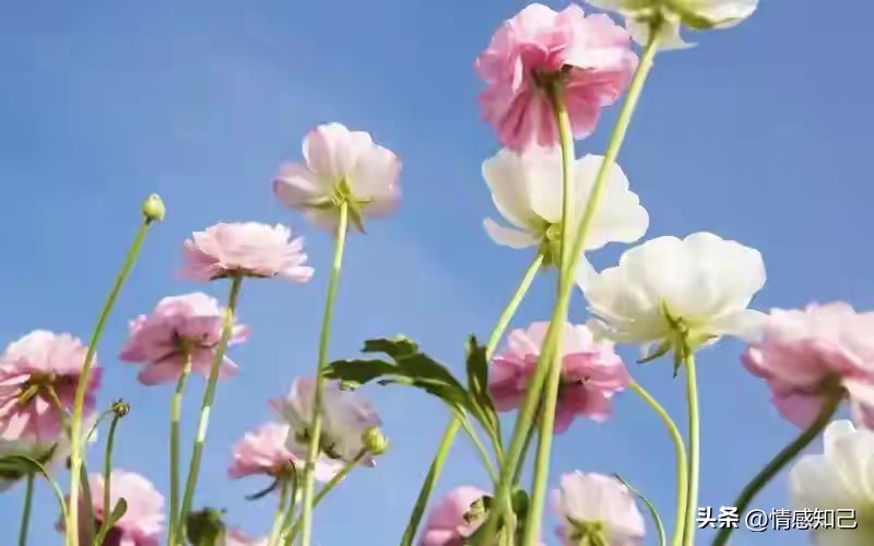 GG扑克热门牌型攻略_扑克牌历法对应关系_扑克牌花色季节含义